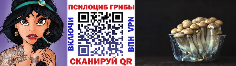 Галлюциногенные грибы Psilocybine cubensis  Купить  Красноярск 